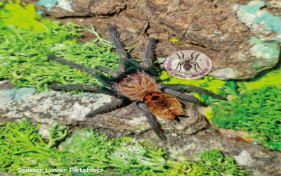 Chromatopelma Cyaneopubescens / GBB /GREEN BOTTLE BLUE Juvie tarantula